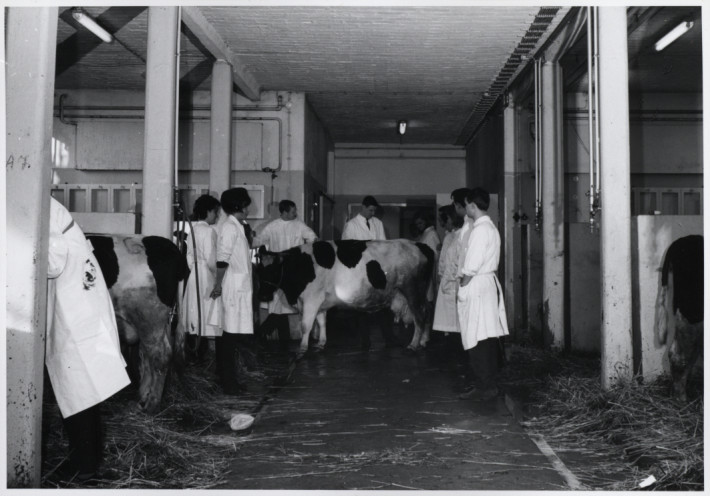 Studierende mit einer Kuh